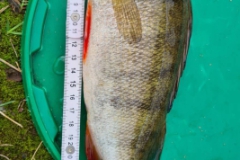 254544786_414759376794038_7838812010980326393_n